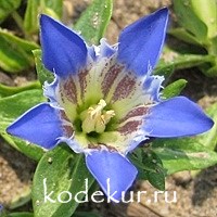 Gentiana septemfida 