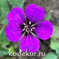 Geranium hybrid Anne Thomson