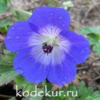 Geranium hybrid Azure Rush