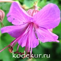 Geranium macrorrhizum Czakor