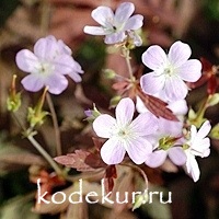 Geranium maculatum Espresso