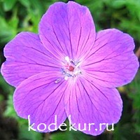 Geranium sunguineum Max Frei