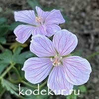 Geranium sunguineum Pink Pouffe