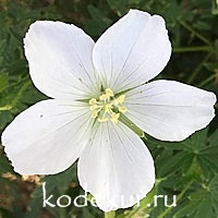 Geranium sanguineum Album