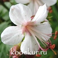 Geranium macrorrhizum Spessart