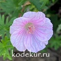 Geranium sanguineum Striatum