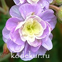 Geranium pretense Summer Skies