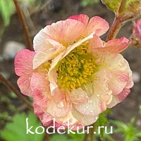 Geum  coccineum Cosmopolitan