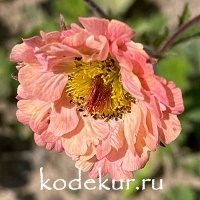 Geum chiloense  Mai Tai 