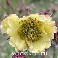 Geum Pretticoat’s Peach