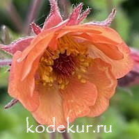 Geum Salmon Delight