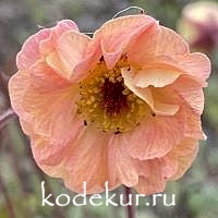 Geum Tempo  Orange