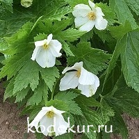 Glaucidium palmatum Album