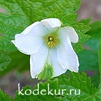 Glaucidium palmatum Album