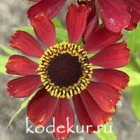 Helenium autumnale Red Jewel