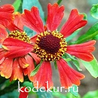 Helenium autumnale Rubinzwerg