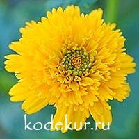 Heliopsis helianthoides Asahi