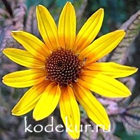 Heliopsis Helianthoides Summer Pink