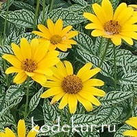 Heliopsis helianthoides Summer Stripe