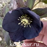 Нelleborus  hybridus Abigail