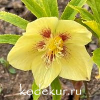 Нelleborus   hybridus Buttercup yellow with gold nectaries