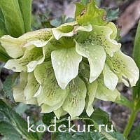 Helleborus orientalis Double Ellen Green