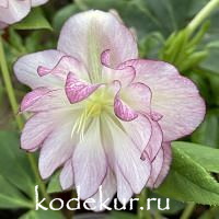 Helleborus orientalis Double Ellen Picotee