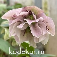 Helleborus orientalis Double Ellen Pink Spotted