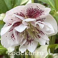 Helleborus orientalis Double Ellen White Spotted