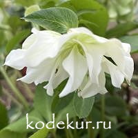 Helleborus orientalis Double Ellen White 