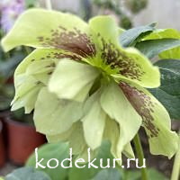 Helleborus orientalis Double Ellen Yellow shades
