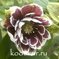 Нelleborus   hybridus Double Painted 
