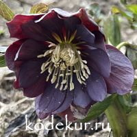 Нelleborus   hybridus Double Slaty Blue