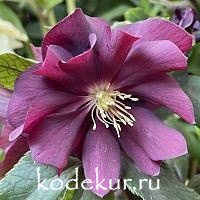 Helleborus orientalis Double Ellen Red