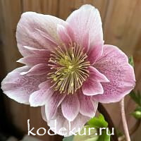 Нelleborus lemperii Winter Ballet.  Frilly Ruby  