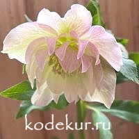 Нelleborus   hybridus Frily Isabelle