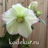 Нelleborus   hybridus Frosted Rose