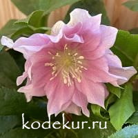 Helleborus orientalis Mirabella