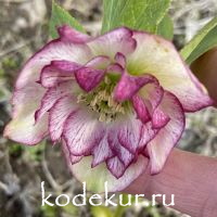 Нelleborus   hybridus Peppermint Ice