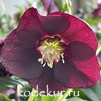 Helleborus orientalis Pretty Ellen Purple