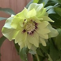 Нelleborus   hybridus Quintessa Lemon