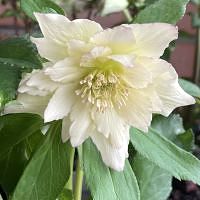 Нelleborus   hybridus Quintessa Sun