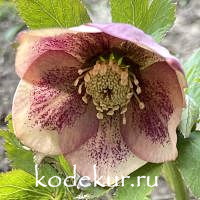 Нelleborus   hybridus Senna