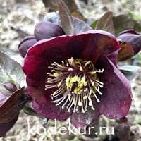 Нelleborus   hybridus Vilbey Velvet
