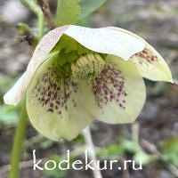 Нelleborus   orientalis White Spotted Lady