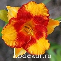 Hemerocallis Adorable Tiger