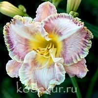 Hemerocallis American Classic