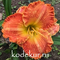 Hemerocallis Apache Sunrise