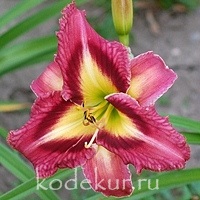 Hemerocallis Appliqué Prism