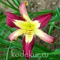 Hemerocallis Appliqué